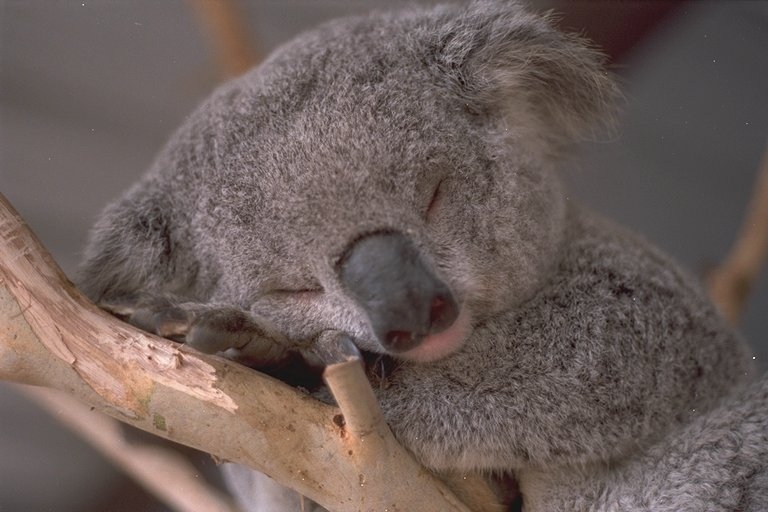 ../Images/001_favkoala.jpg