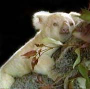 ../Images/006_koalaalbin.jpg