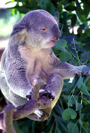 ../Images/012_koalaeat.jpg