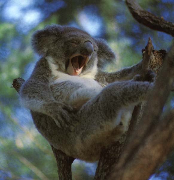 ../Images/031_koala02.jpg