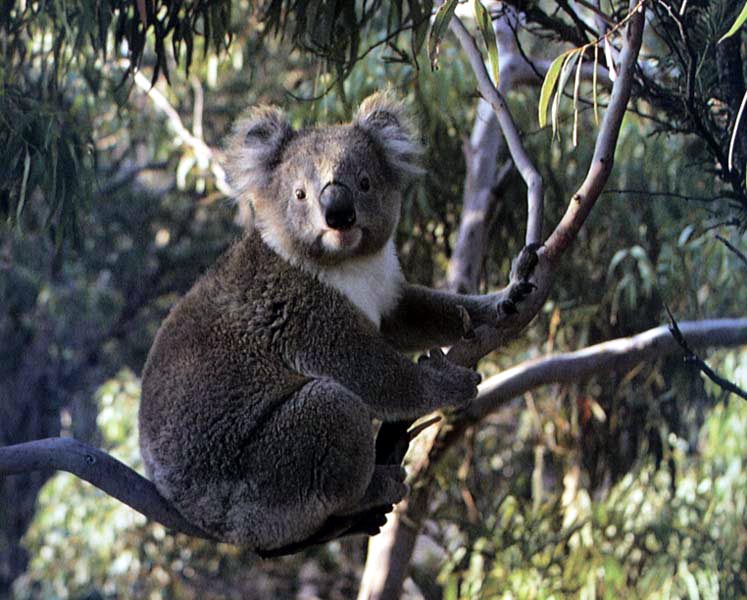../Images/033_koala04.jpg
