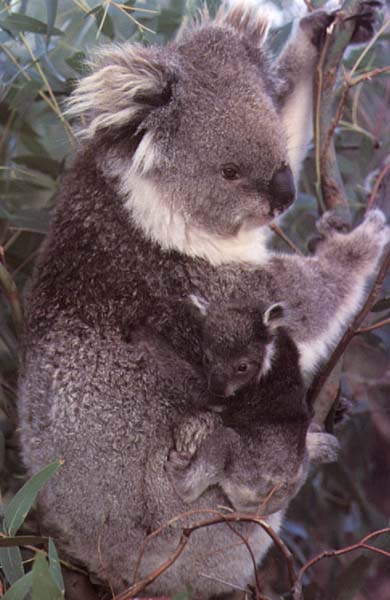 ../Images/034_koala05.jpg