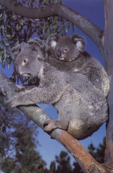 ../Images/035_koala06.jpg