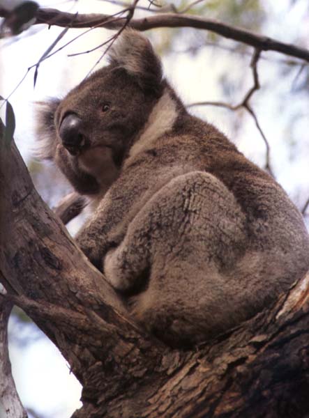 ../Images/036_koala07.jpg