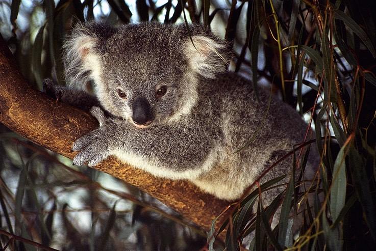 ../Images/037_koala08.jpg