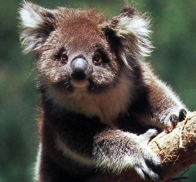../Images038_koala09.jpg