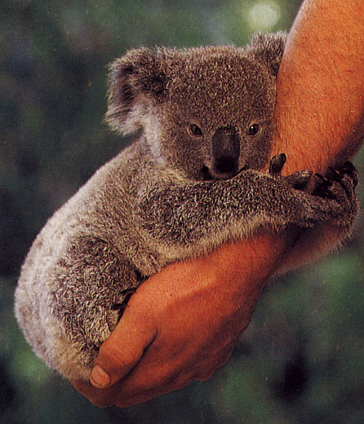 ../Images/040_koala11.jpg