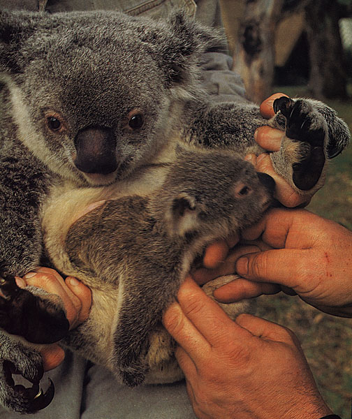 ../Images/041_koala12.jpg
