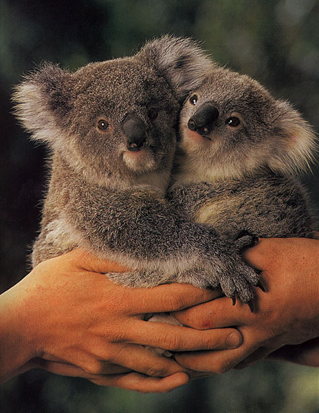 ../Images/043_koala14.jpg