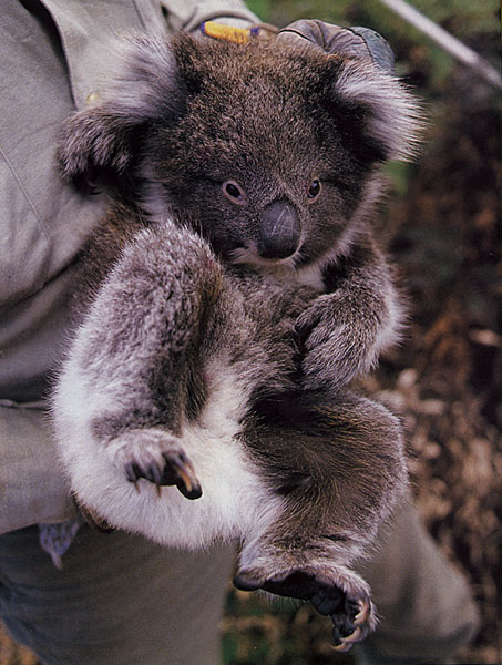 ../Images/045_koala16.jpg