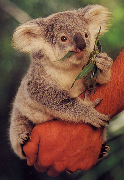 ../Images/046_koala17.jpg