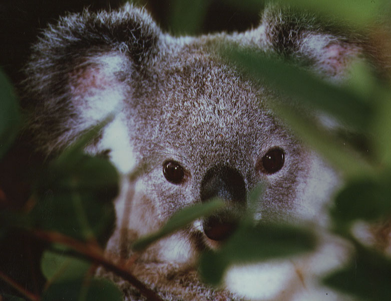 ../Images/050_koala21.jpg