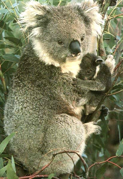 ../Images/057_koala28.jpg