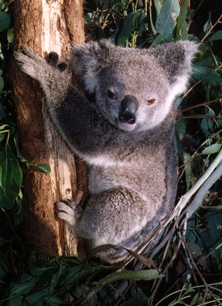 ../Images/059_koala30.jpg