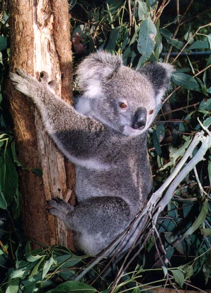 ../Images/060_koala31.jpg