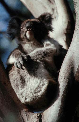 ../Images/061_koala32.jpg
