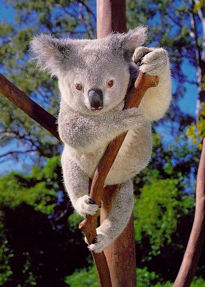 ../Images/062_koala33.jpg