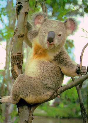 ../Images/063_koala34.jpg
