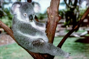../Images/064_koala.jpg
