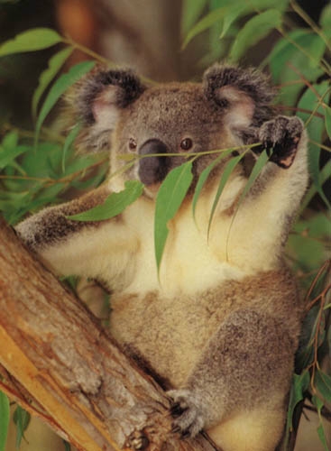 ../Images/tn_066_koala01.jpg
