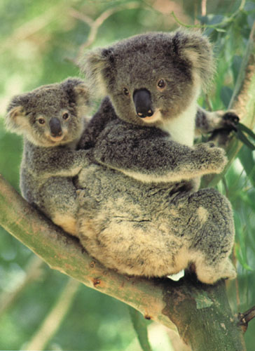 ../Images/tn_072_koala07.jpg