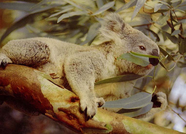 ../Images/tn_073_koala08.jpg