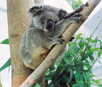 ../Images/tn_074_koala09.jpg