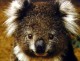 Thumbs/tn_002_klabg.jpg