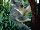 Thumbs/tn_004_koala.jpg