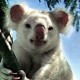 Thumbs/tn_005_koalaalb.jpg