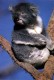 Thumbs/tn_007_koalab.jpg