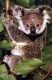 Thumbs/tn_009_koalababe.jpg