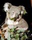 Thumbs/tn_011_koalacoo.jpg
