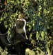 Thumbs/tn_013_koalagaz.jpg.jpg