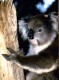 Thumbs/tn_015_koalaone.jpg