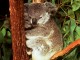 Thumbs/tn_018_koalasl.jpg
