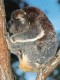 Thumbs/tn_019_koalasleepy.jpg