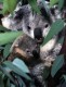Thumbs/tn_024_koasbabs.jpg