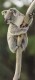 Thumbs/tn_030_koala01.jpg