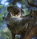 Thumbs/tn_031_koala02.jpg