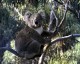 Thumbs/tn_033_koala04.jpg