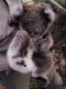 Thumbs/tn_045_koala16.jpg