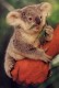 Thumbs/tn_046_koala17.jpg