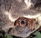 Thumbs/tn_048_koala19.jpg