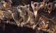 Thumbs/tn_049_koala20.jpg