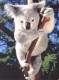 Thumbs/tn_051_koala22.jpg