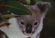 Thumbs/tn_052_koala23.jpg