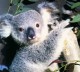 Thumbs/tn_053_koala24.jpg