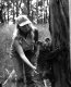 Thumbs/tn_054_koala25.jpg