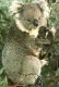 Thumbs/tn_057_koala28.jpg